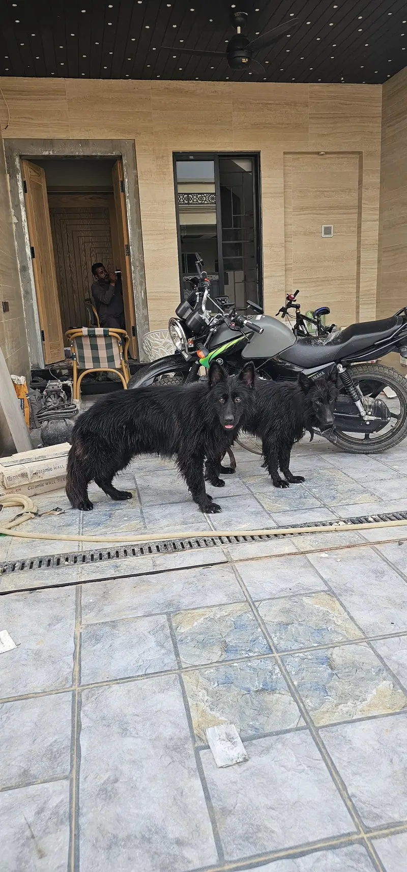 Black German shepherd long coat pair — photo 2