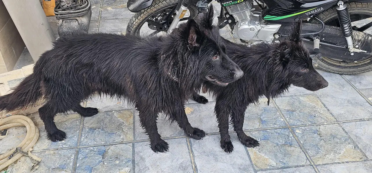Black German shepherd long coat pair — photo 3