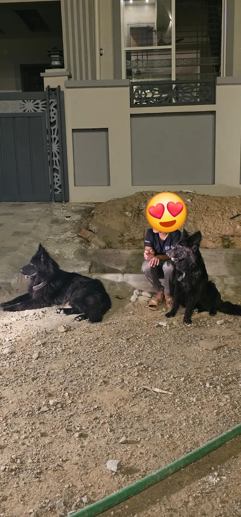 Black German shepherd long coat pair — photo 4