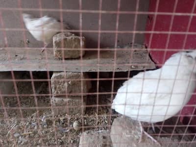 breeder egg laying