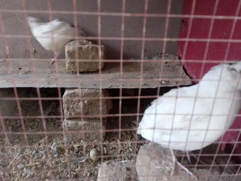 breeder egg laying