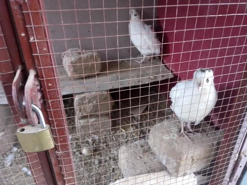 breeder egg laying — photo 2
