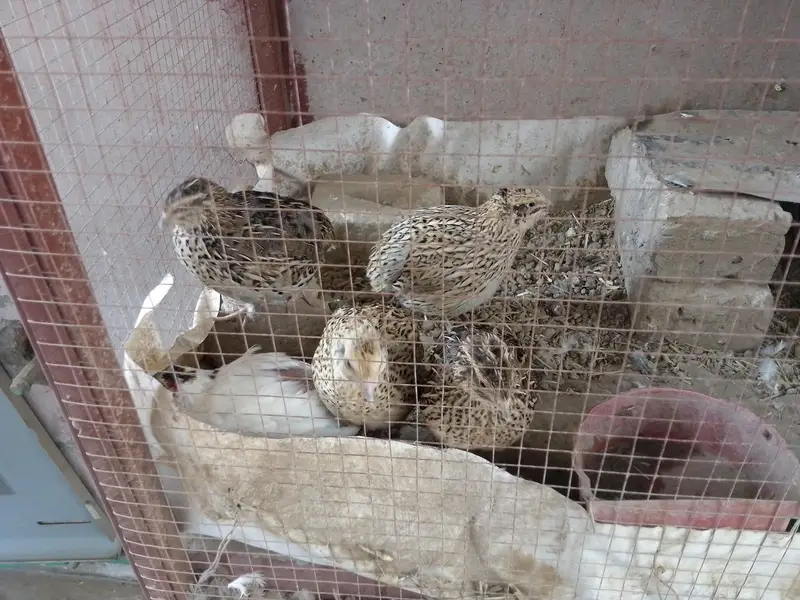 breeder egg laying — photo 3