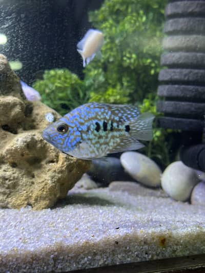Fishis for sell
