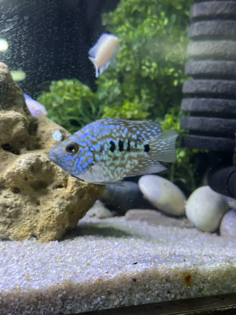 Fishis for sell