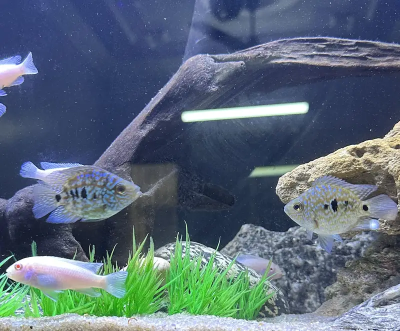 Fishis for sell — photo 2