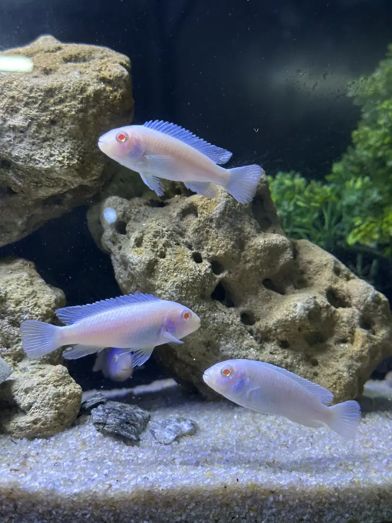 Fishis for sell — photo 3
