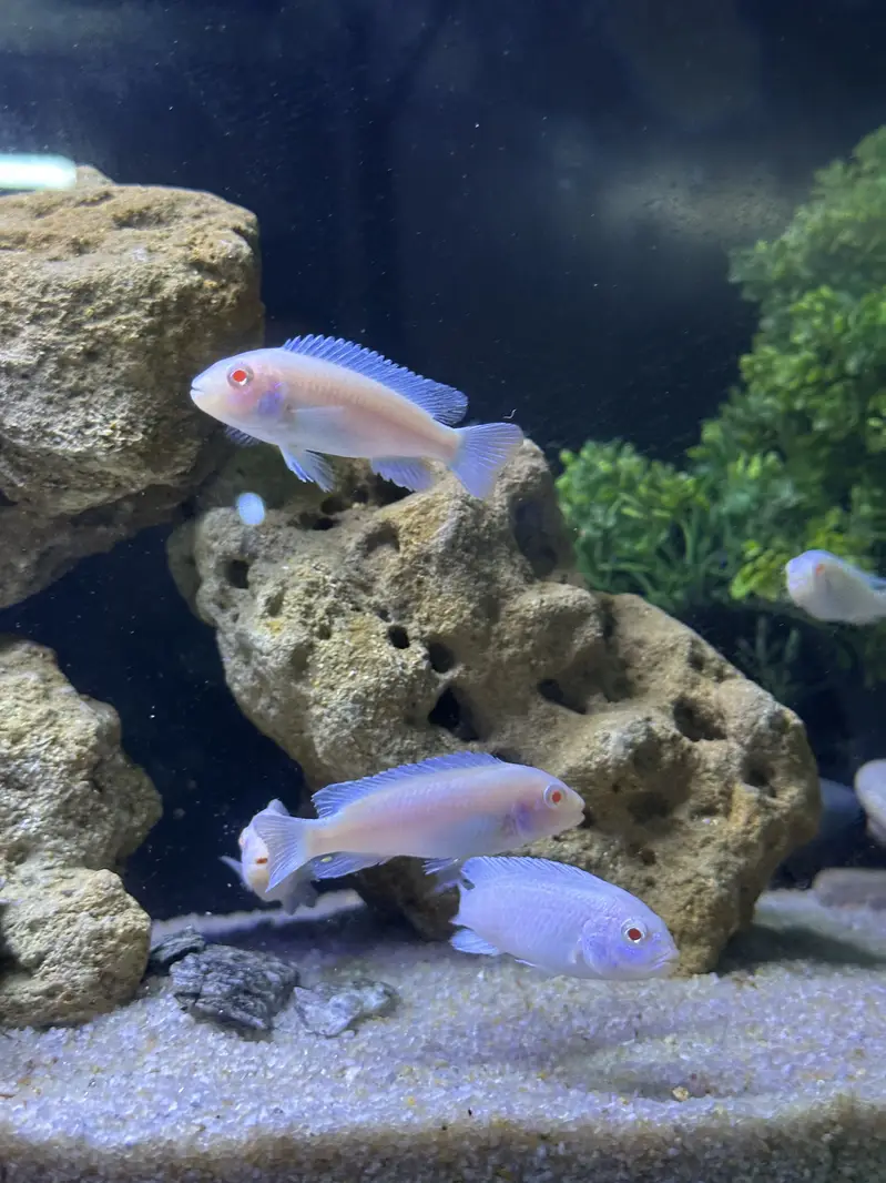 Fishis for sell — photo 4