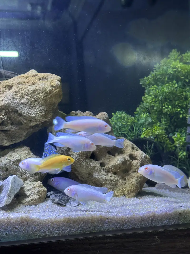 Fishis for sell — photo 5