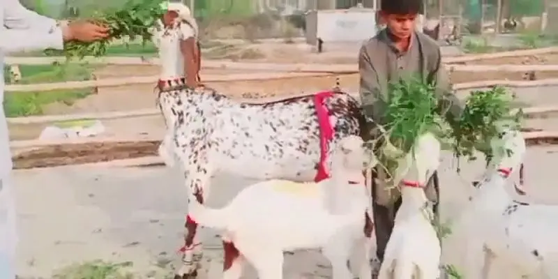 3 Beachon wali Bakri For sale WhatsApp 0317,,0252,,632