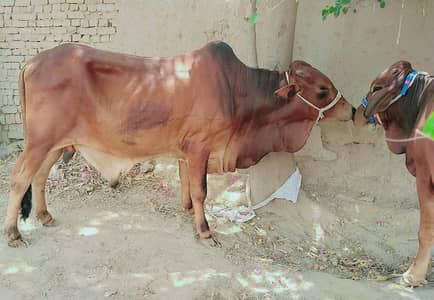 Male Bull