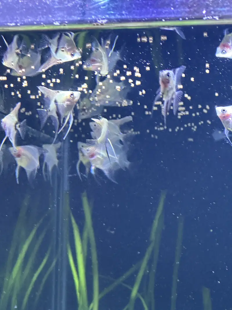 Fishis for sell — photo 6