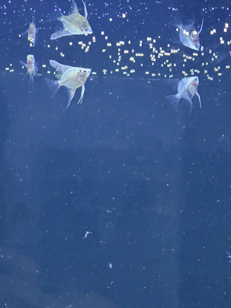 Fishis for sell — photo 7