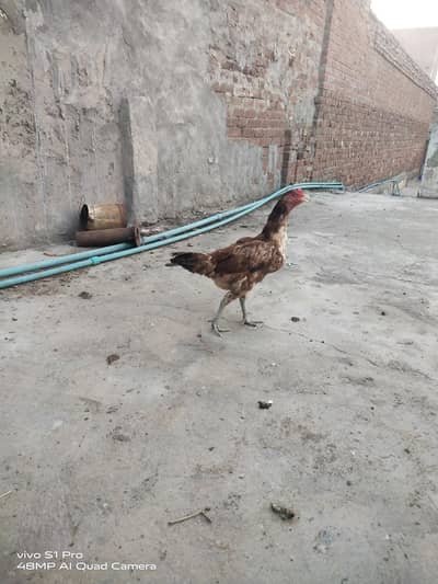 Aseel Female