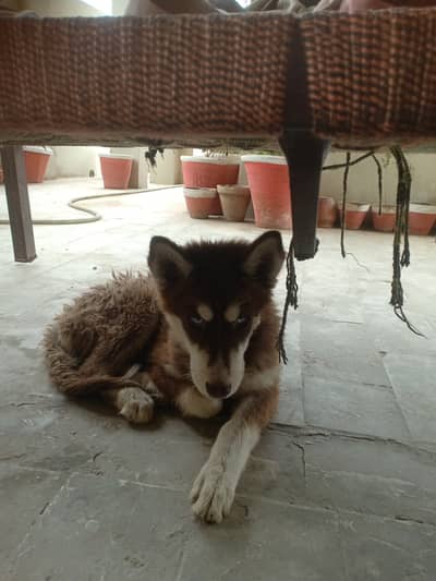 Siberian husky blue eyes