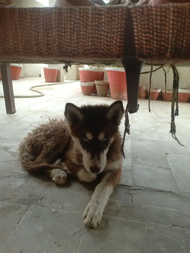 Siberian husky blue eyes — photo 2
