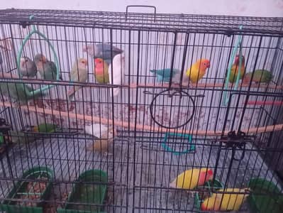 love birds for sale