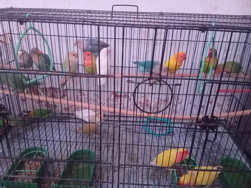 love birds for sale