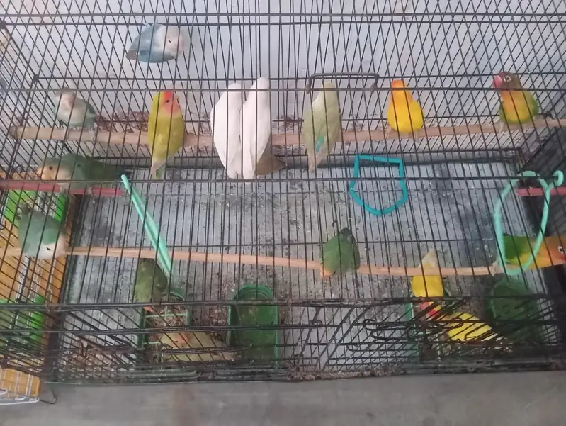 love birds for sale — photo 3