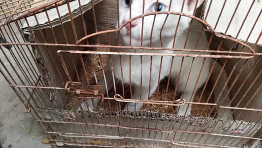 cat for sale healthy and active