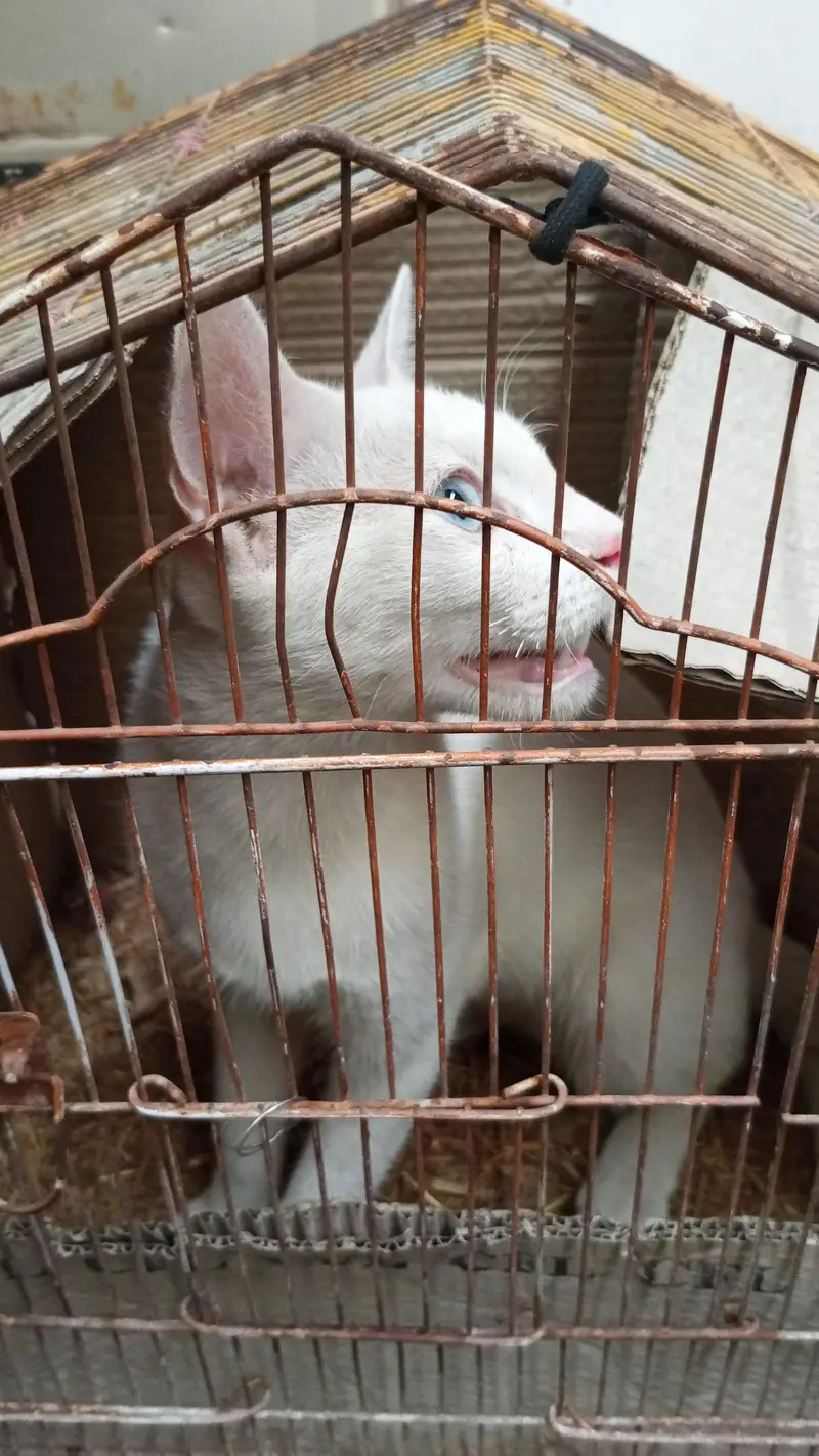 cat for sale healthy and active — photo 3