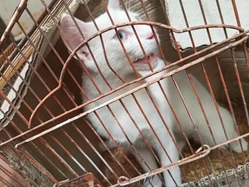 cat for sale healthy and active — photo 7