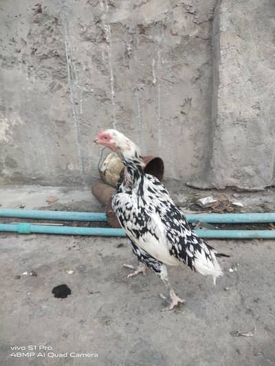 Aseel Quality female