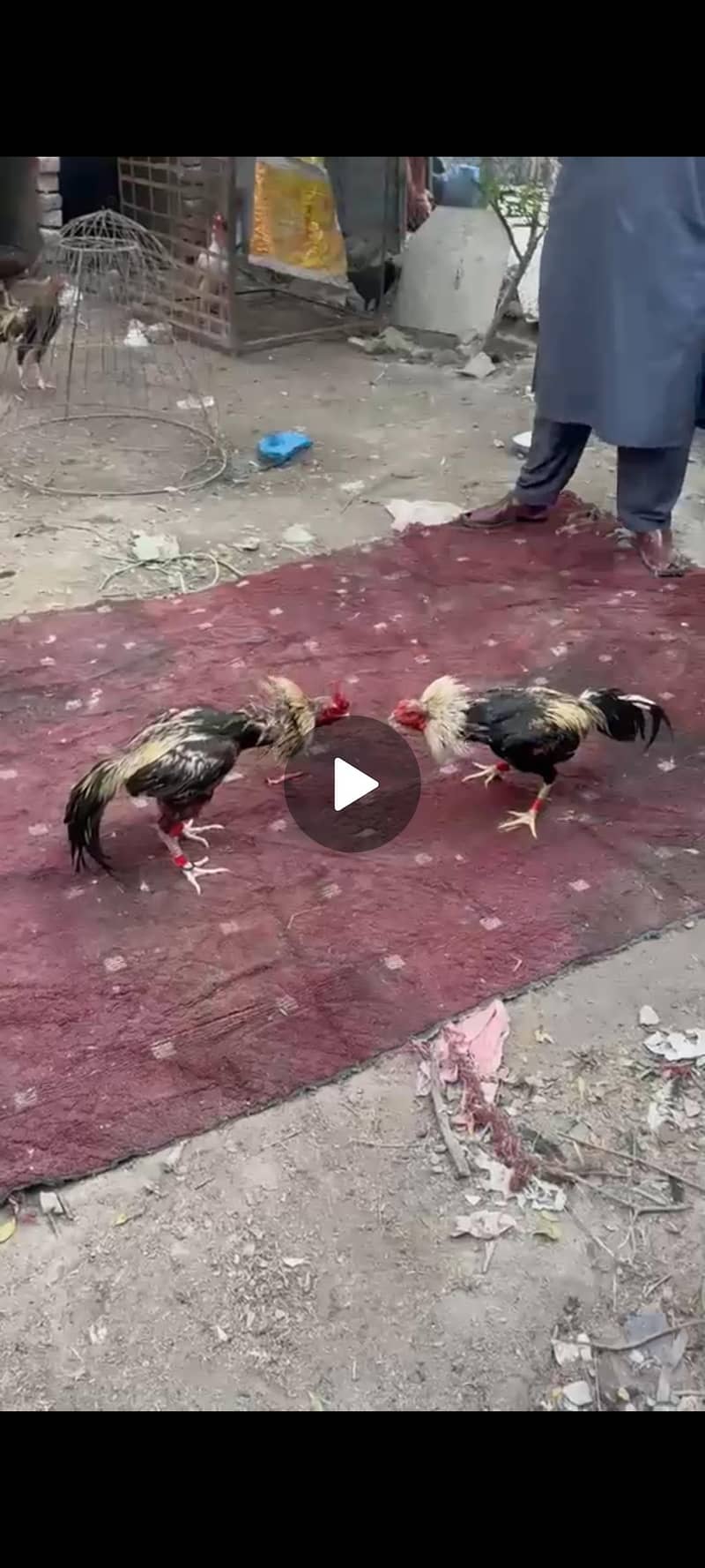 assel Java Pakistani murgha 3