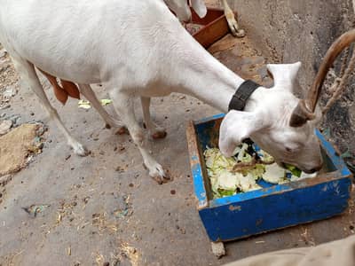 tapri goat