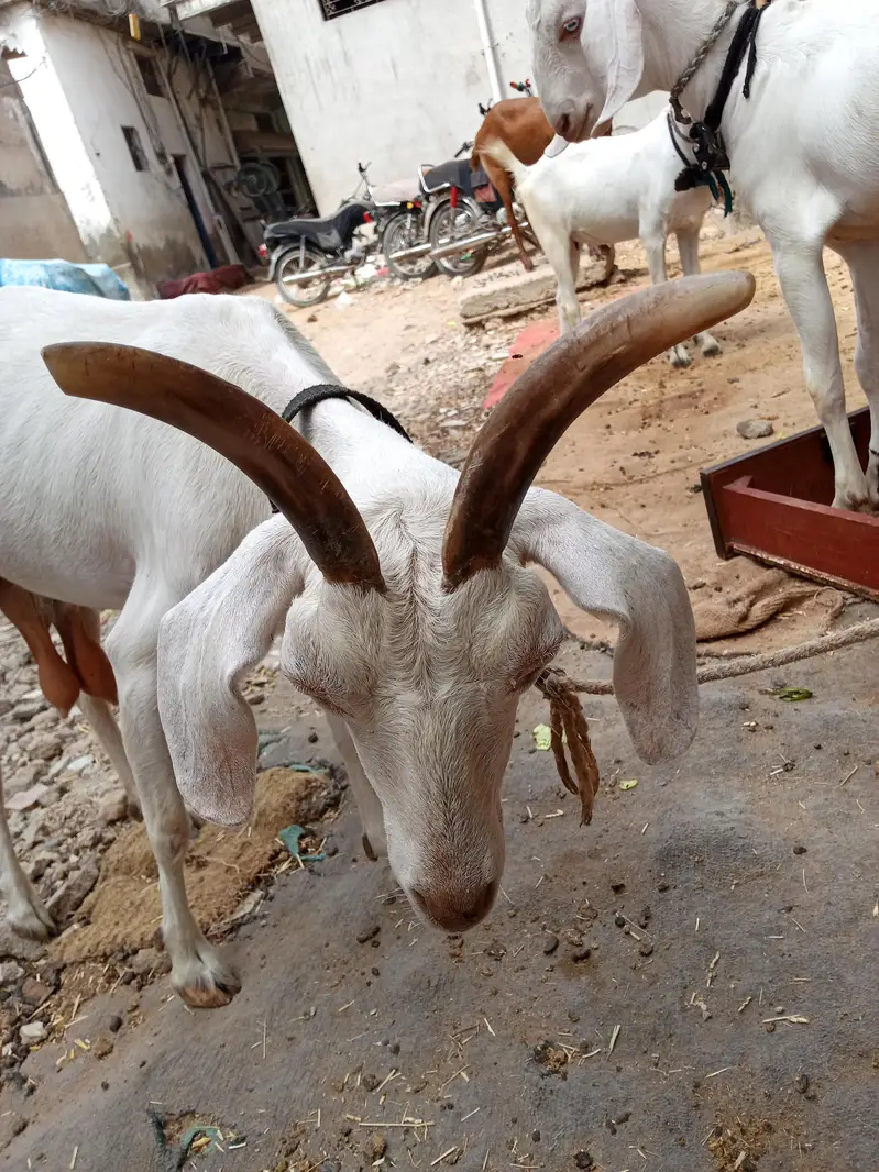 tapri goat — photo 2