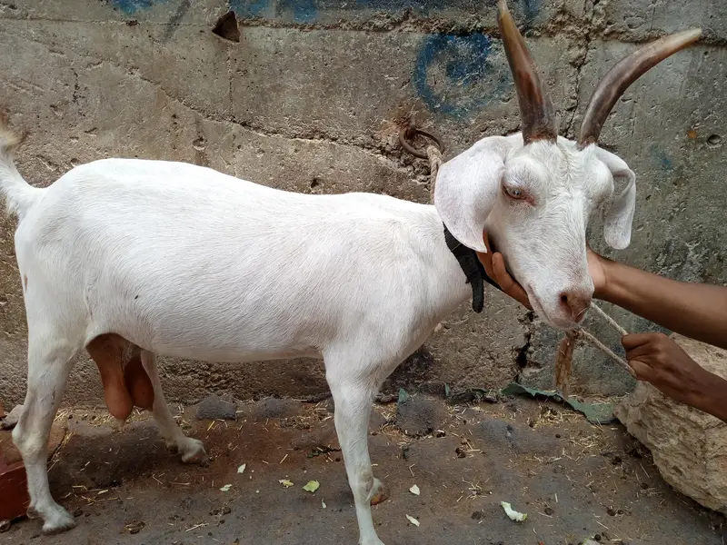 tapri goat — photo 3