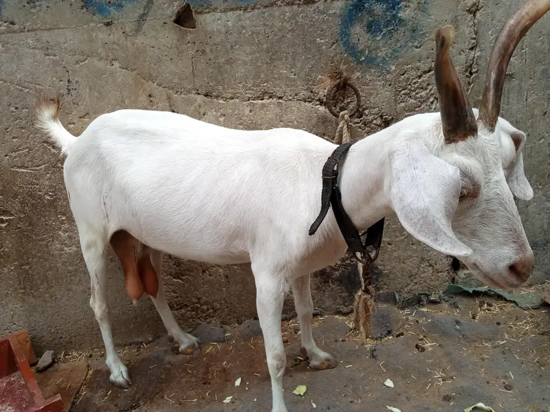 tapri goat — photo 4