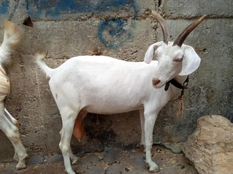 tapri goat — photo 5