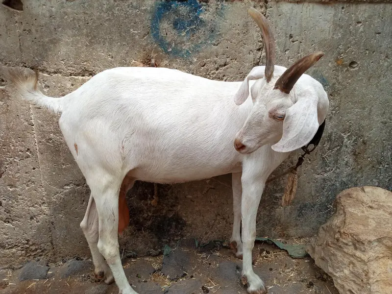 tapri goat — photo 6