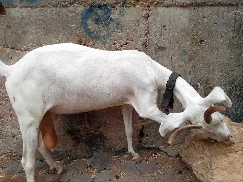 tapri goat — photo 7