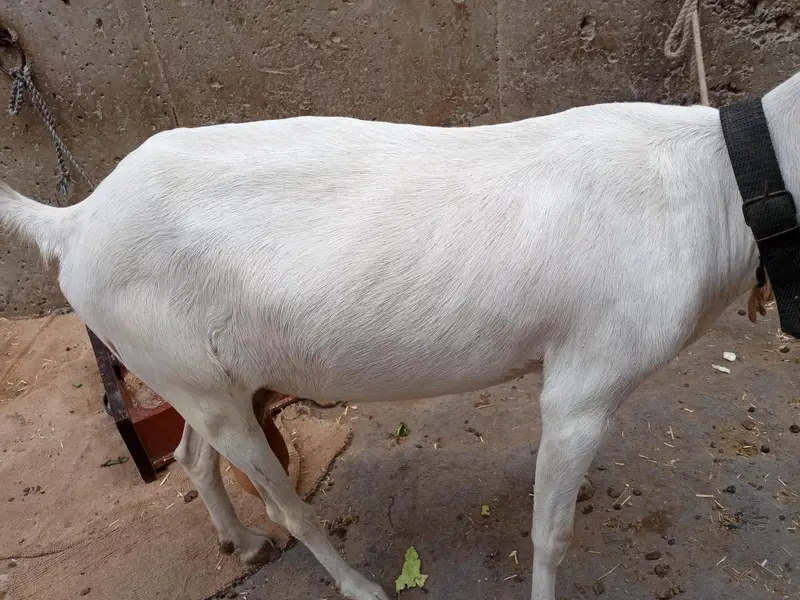 tapri goat — photo 8
