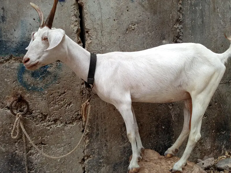 tapri goat — photo 9