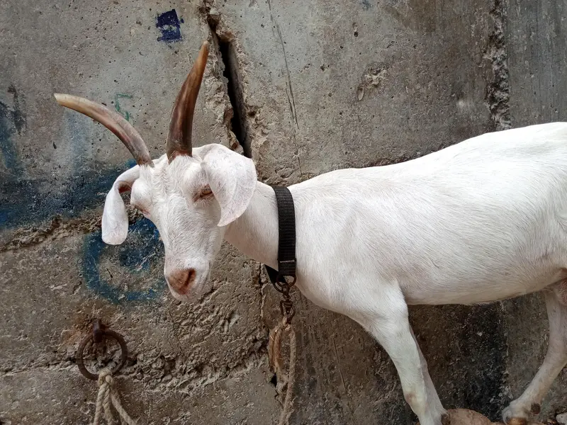 tapri goat — photo 10