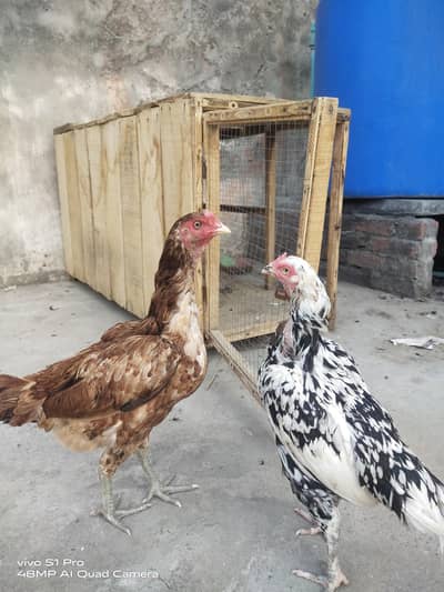 2 Aseel female egg laying