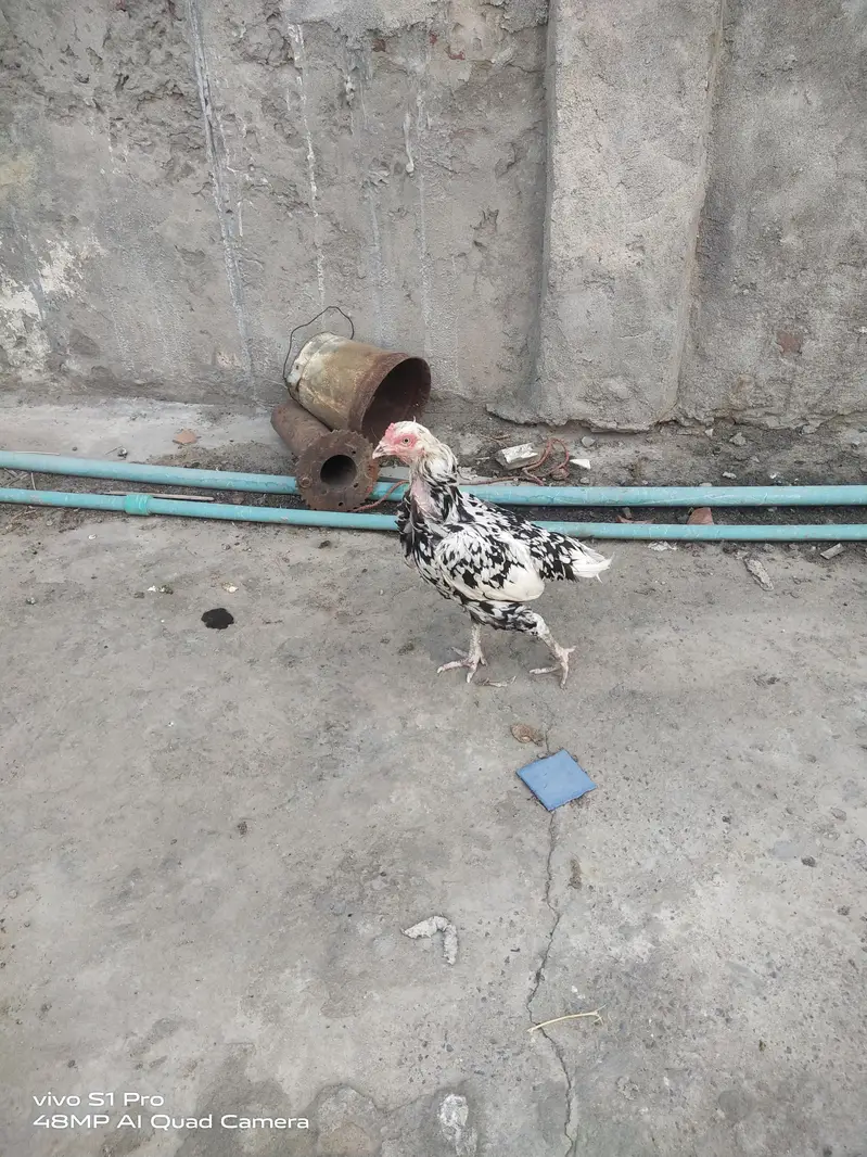 Aseel female egg laying — photo 3