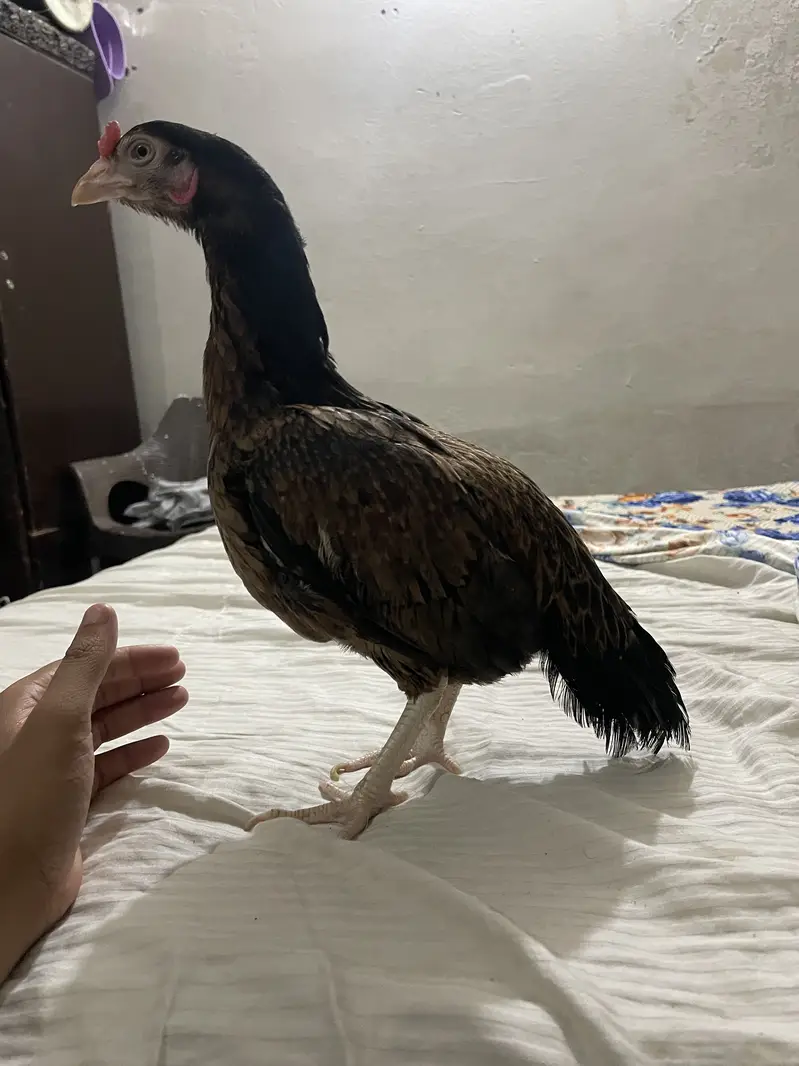 Assel top class murghi — photo 5