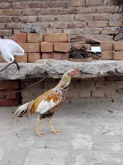 two male aseel murgy for sale in chakwal 03349573785