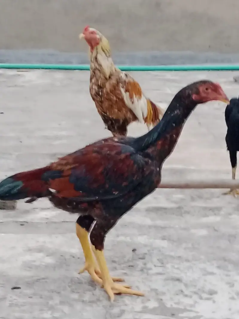 two male aseel murgy for sale in chakwal 03349573785 — photo 2