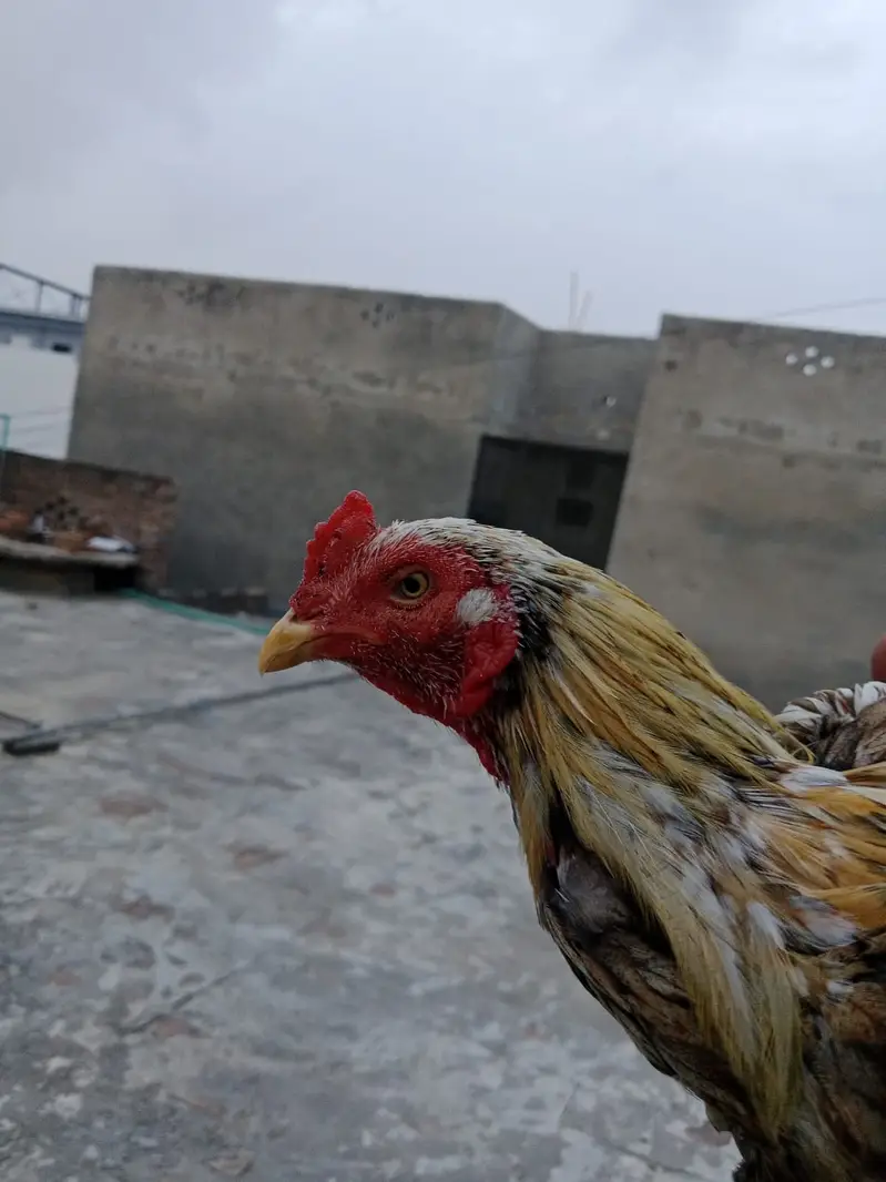 two male aseel murgy for sale in chakwal 03349573785 — photo 3