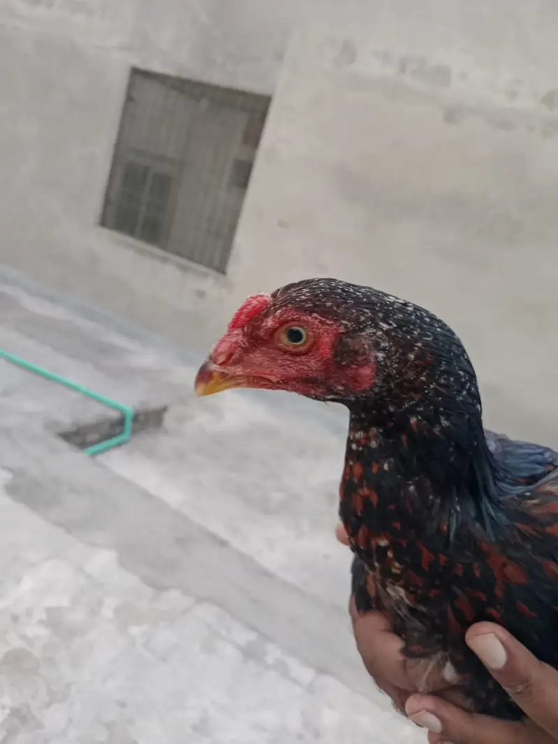 two male aseel murgy for sale in chakwal 03349573785 — photo 4