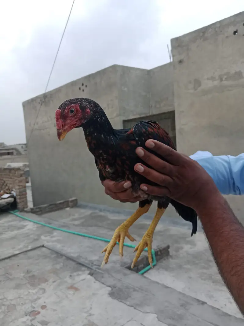 two male aseel murgy for sale in chakwal 03349573785 — photo 5