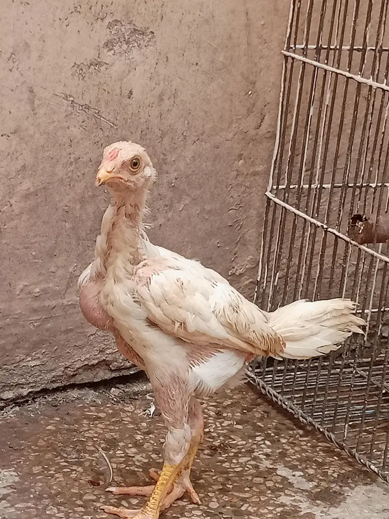 Aseel hera and miyawali hen