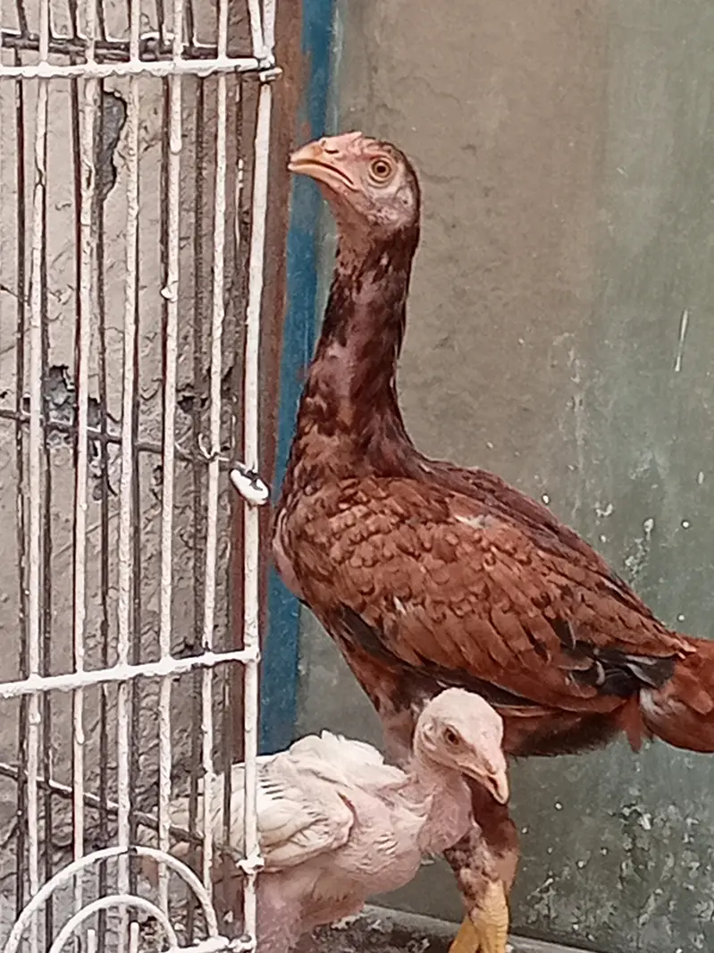 Aseel hera and miyawali hen — photo 2