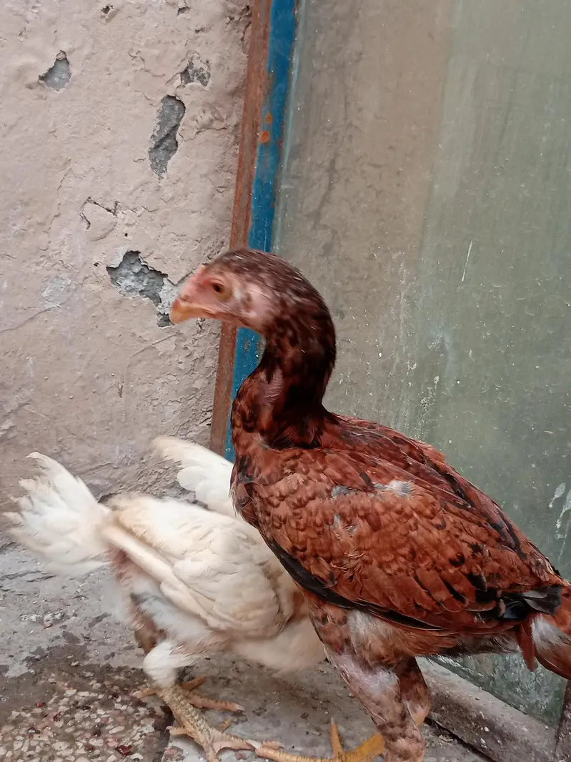 Aseel hera and miyawali hen — photo 3