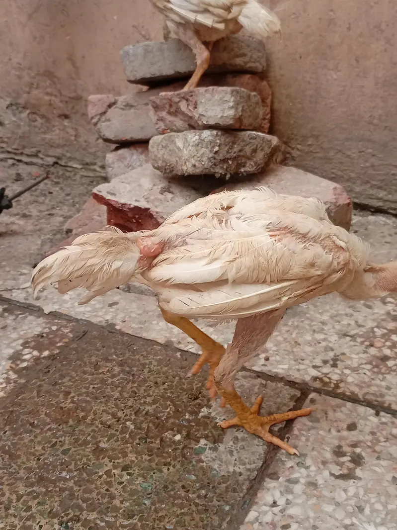 Aseel hera and miyawali hen — photo 6